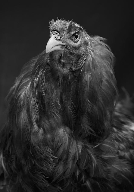 Moscow breed rooster